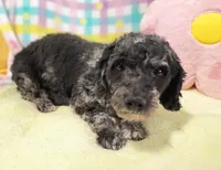 Rosie, a female Cavapoo for sale in Gilbertsville, PA – Photo 8 of 8