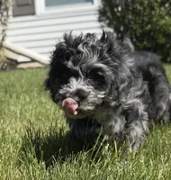 Charlie , a male Cavapoo for sale in Gilbertsville, PA – 3 of 9