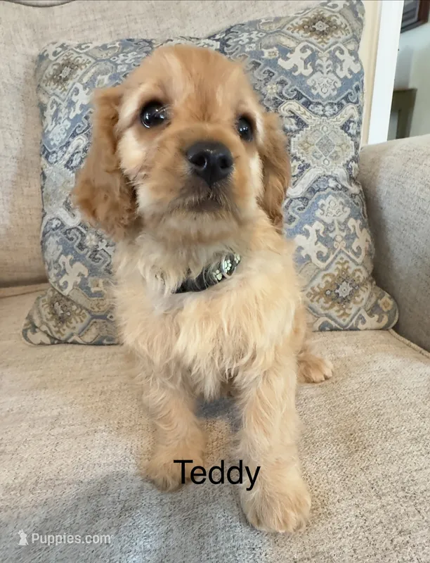 Teddy – Cavapoo puppy for sale in Gilbertsville, PA