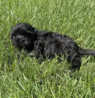  Dolly Pooton, a female Cavapoo for sale in Gilbertsville, PA – 7 of 8