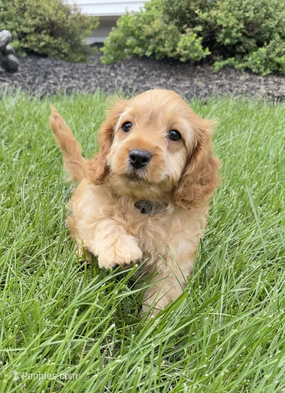 Teddy – Cavapoo puppy for sale in Gilbertsville, PA
