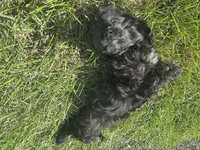 7 to 10lb Dolly, a female Cavapoo for sale in Gilbertsville, PA – 6 of 7