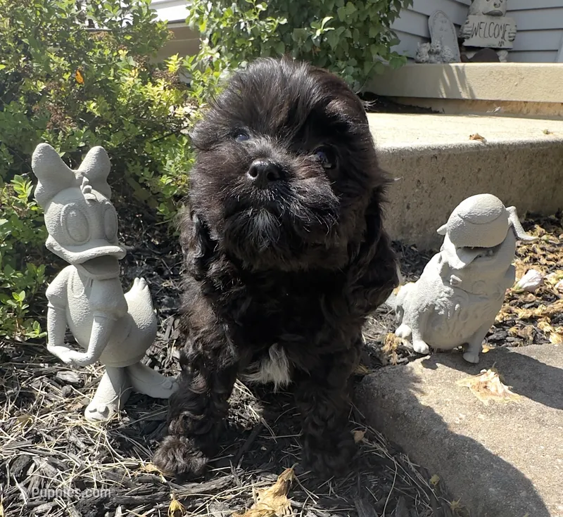  Dolly – Cavapoo puppy for sale in Gilbertsville, PA