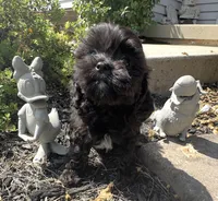  Dolly Pooton, a female Cavapoo for sale in Gilbertsville, PA – 3 of 8