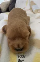 Tommy, a male Cavapoo for sale in Gilbertsville, PA – 3 of 6