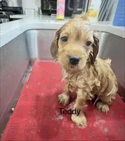 Teddy, a male Cavapoo for sale in Gilbertsville, PA – 2 of 6