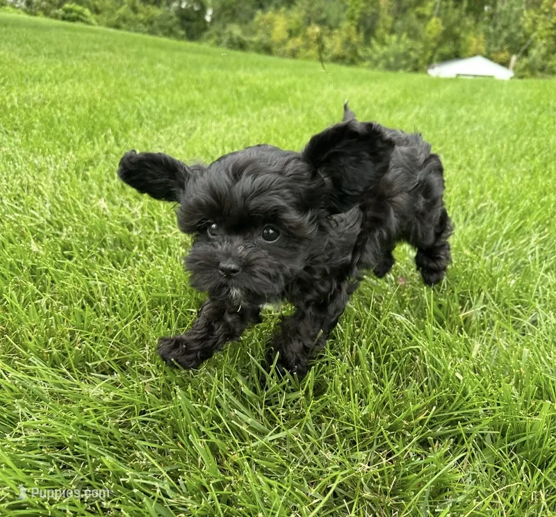  Dolly Pooton – Cavapoo puppy for sale in Gilbertsville, PA