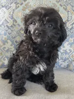7 to 10lb Dolly, a female Cavapoo for sale in Gilbertsville, PA – 2 of 7