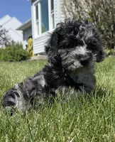 Charlie , a male Cavapoo for sale in Gilbertsville, PA – 6 of 9