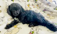 7 to 10lb Dolly, a female Cavapoo for sale in Gilbertsville, PA – 4 of 7