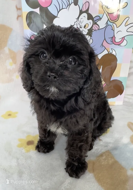  Dolly  – Cavapoo puppy for sale in Gilbertsville, PA