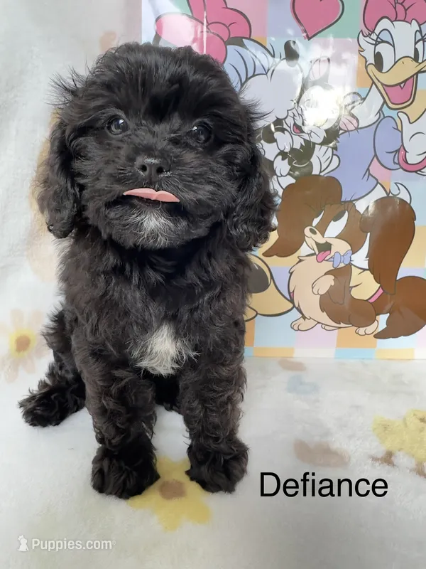  Dolly  – Cavapoo puppy for sale in Gilbertsville, PA