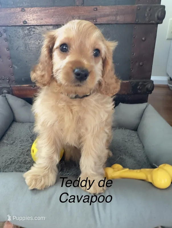 Teddy – Cavapoo puppy for sale in Gilbertsville, PA
