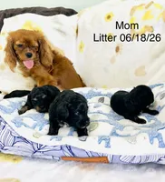 Dolly, a female Cavapoo for sale in Gilbertsville, PA – 4 of 4