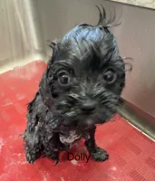 Dolly, a female Cavapoo for sale in Gilbertsville, PA – 3 of 4
