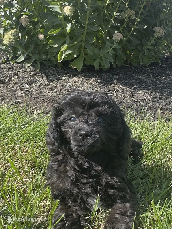 7 to 10lb Dolly – Cavapoo puppy for sale in Gilbertsville, PA