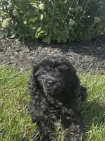 7 to 10lb Dolly, a female Cavapoo for sale in Gilbertsville, PA – 1 of 7