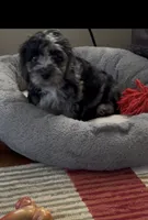 Charlie , a male Cavapoo for sale in Gilbertsville, PA – 3 of 7