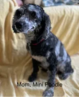 Charlie , a male Cavapoo for sale in Gilbertsville, PA – 2 of 7