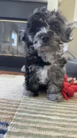Charlie , a male Cavapoo for sale in Gilbertsville, PA – 9 of 9
