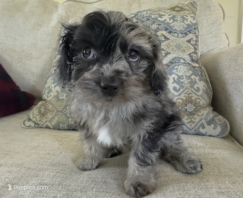 Pudge – Cavapoo puppy for sale in Gilbertsville, PA