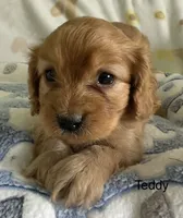 Teddy, a male Cavapoo for sale in Gilbertsville, PA – 3 of 6
