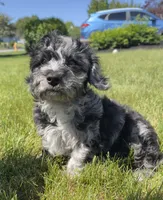 Charlie , a male Cavapoo for sale in Gilbertsville, PA – 2 of 9