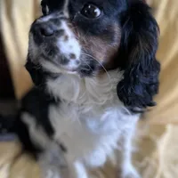 Annie Cakes, a female Cavapoo for sale in Gilbertsville, PA – Photo 7 of 7