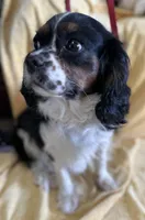 Annie , a female Cavapoo for sale in Gilbertsville, PA – Photo 10 of 10