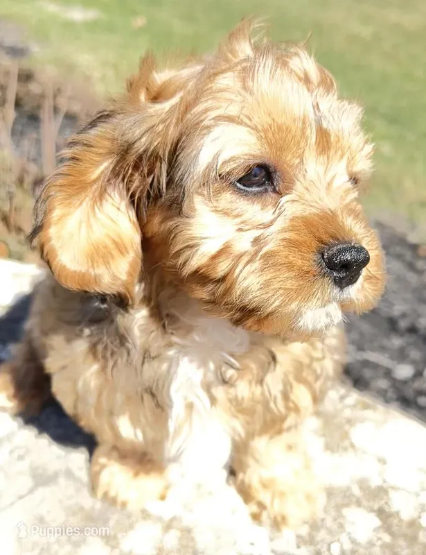 Annie  – Cavapoo puppy for sale in Gilbertsville, PA
