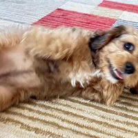 Annie Cakes, a female Cavapoo for sale in Gilbertsville, PA – Photo 4 of 7