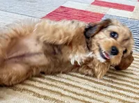 Annie , a female Cavapoo for sale in Gilbertsville, PA – Photo 6 of 10