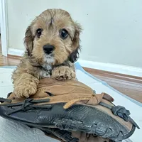 Annie Cakes, a female Cavapoo for sale in Gilbertsville, PA – Photo 5 of 7