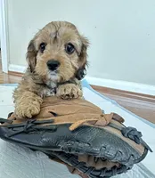 Annie , a female Cavapoo for sale in Gilbertsville, PA – Photo 8 of 10