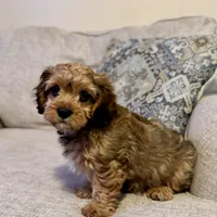 Annie Cakes, a female Cavapoo for sale in Gilbertsville, PA – Photo 1 of 7