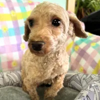 Annie Cakes, a female Cavapoo for sale in Gilbertsville, PA – Photo 6 of 7