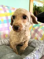 Annie , a female Cavapoo for sale in Gilbertsville, PA – Photo 9 of 10