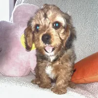 Annie Cakes, a female Cavapoo for sale in Gilbertsville, PA – Photo 3 of 7