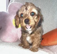 Annie , a female Cavapoo for sale in Gilbertsville, PA – Photo 5 of 10