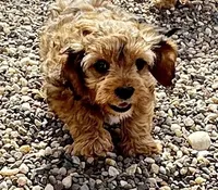 Annie , a female Cavapoo for sale in Gilbertsville, PA – Photo 2 of 10