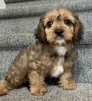 Annie Cakes, a female Cavapoo for sale in Gilbertsville, PA – Photo 2 of 7