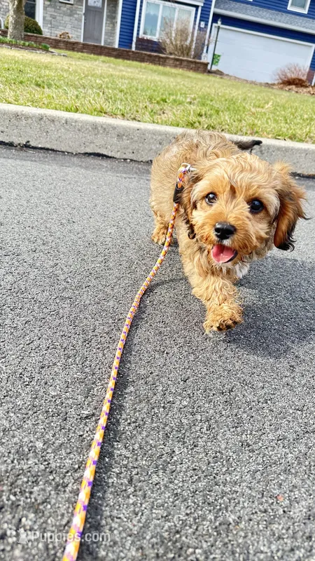 Annie  – Cavapoo puppy for sale in Gilbertsville, PA