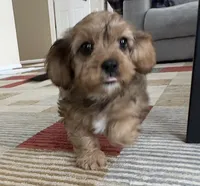 Annie , a female Cavapoo for sale in Gilbertsville, PA – Photo 4 of 10