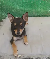 Iso, a male Chihuahua for sale in Stockbridge, GA – Photo 3 of 3