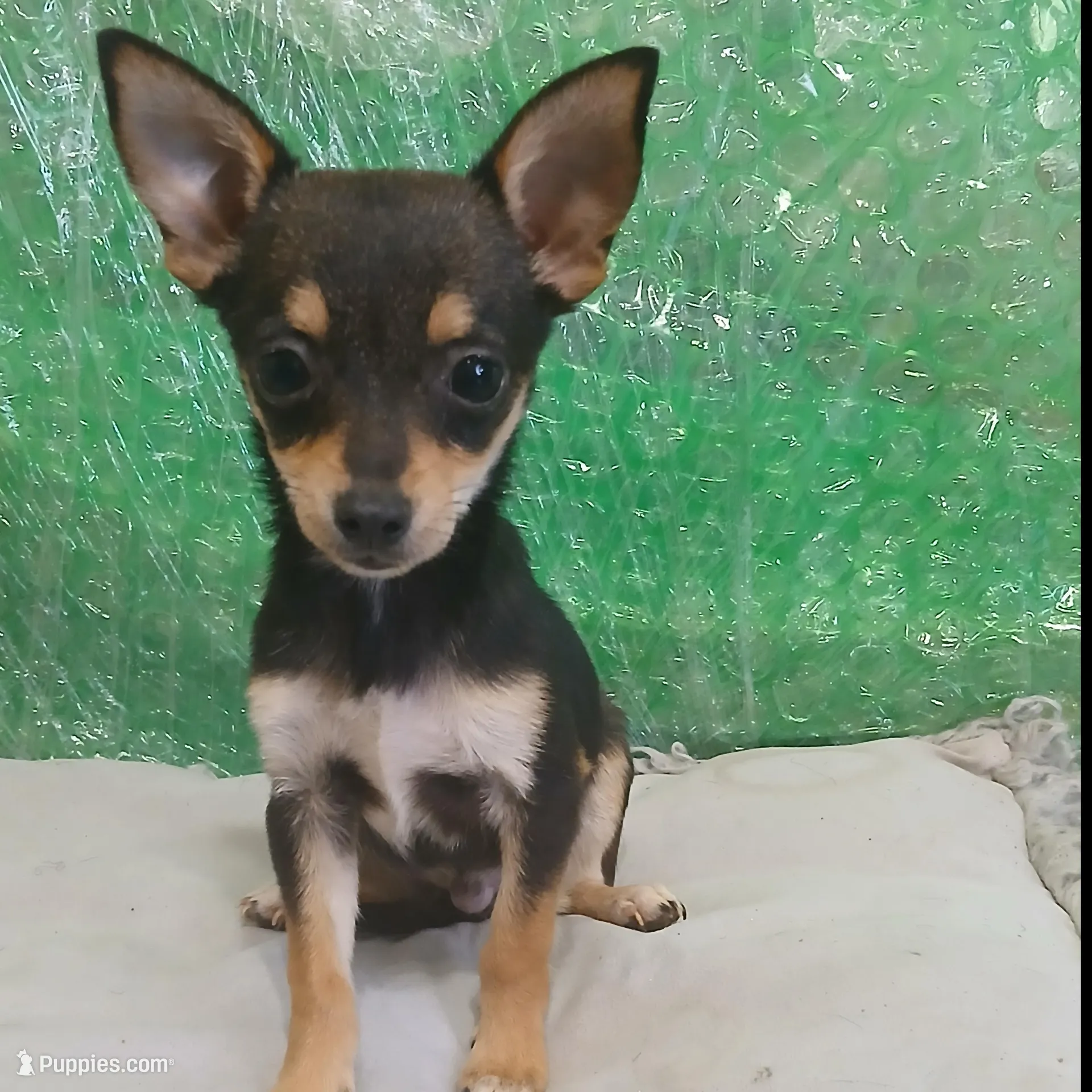 Iso – Chihuahua puppy for sale in Stockbridge, GA