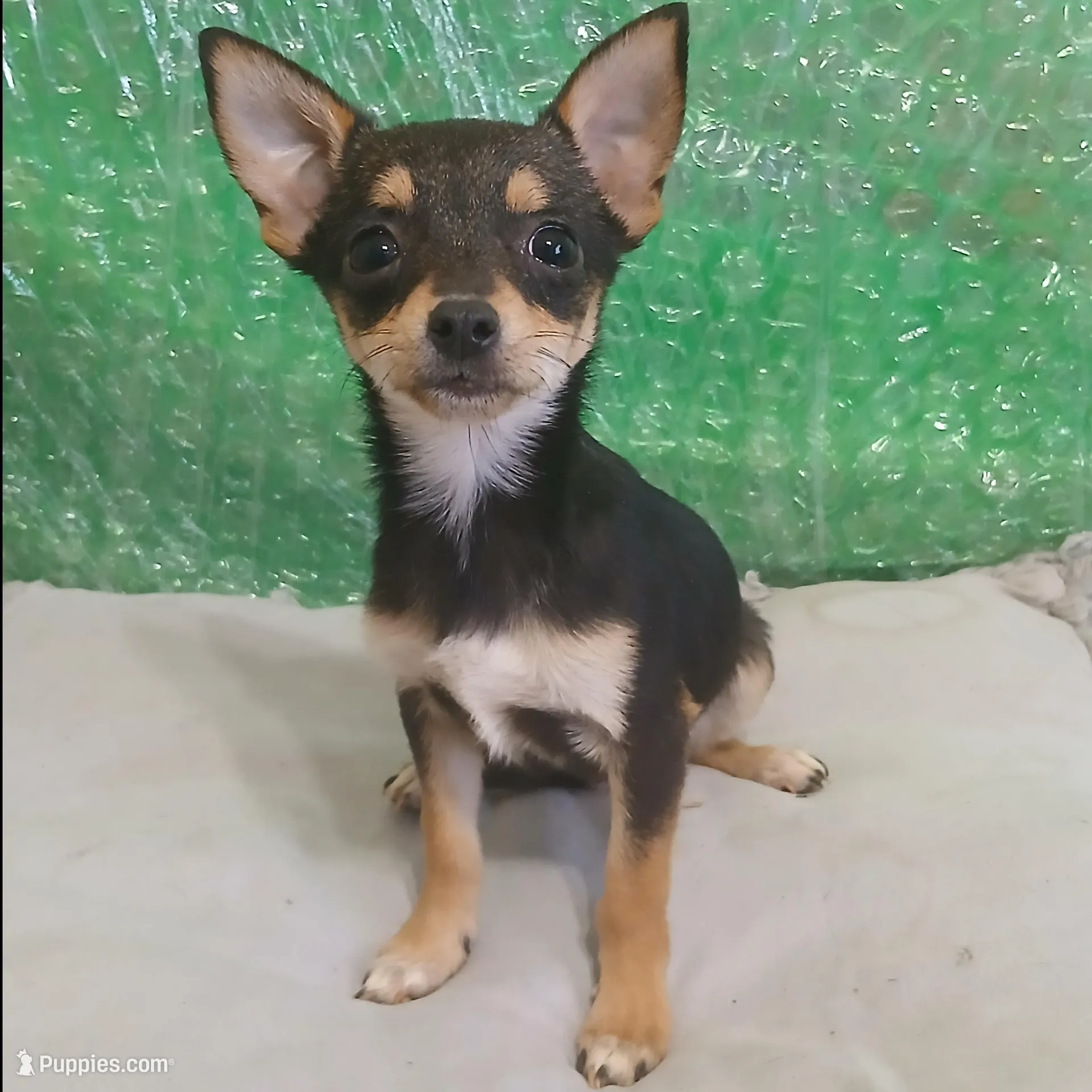 Iso, a male Chihuahua for sale in Stockbridge, GA – Photo 2 of 3