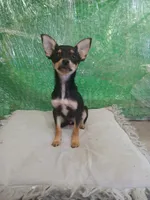 Buddy , a male Chihuahua for sale in Stockbridge, GA – Photo 2 of 3