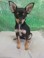 Buddy , a male Chihuahua for sale in Stockbridge, GA – Photo 1 of 3