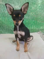 Buddy , a male Chihuahua for sale in Stockbridge, GA – Photo 3 of 3