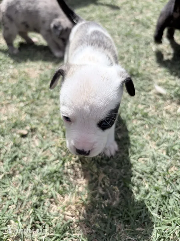 cow  – French Bulldog, German Shepherd Dog puppy for sale in Peoria, AZ